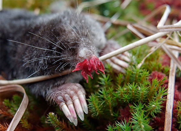 L'une des principales fonctions du nez d'une taupe taupe est une détermination rapide de la comestibilité de l'objet étudié.