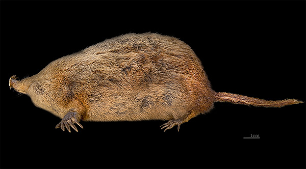 Si nous nous détournons de l'apparence du nez, le reste de l'étoile de mer ressemble à bien des égards à certains autres mammifères insectivores.