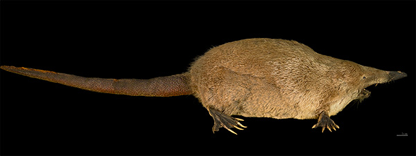 La photo montre un desman pour comparaison.