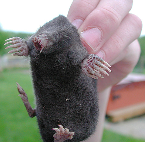 La taupe est une étoile de mer entre les mains de l'homme - comme vous pouvez le constater, l'animal est de très petite taille.