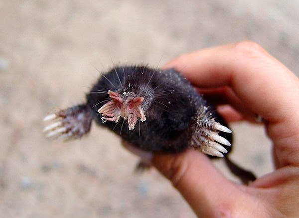 Une autre photo d'une étoile de mer capturée ...