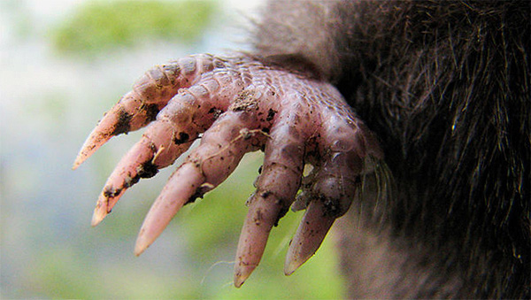 Les pattes antérieures de la taupe sont équipées de griffes très puissantes.