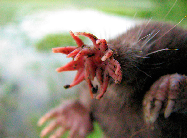 En règle générale, les astronomes s’installent dans des endroits humides, souvent près de divers plans d’eau.
