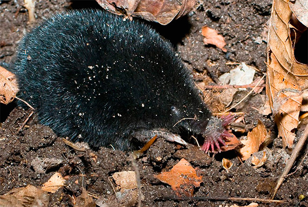Une taupe en forme d'étoile monte souvent à la surface de la terre pour chasser les insectes et leurs larves.