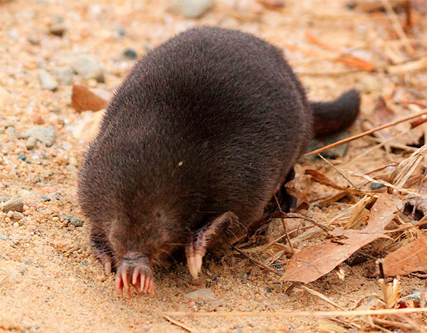Dans les feuillages tombés, on ne trouve parfois pas moins de nourriture que dans les passages souterrains ...