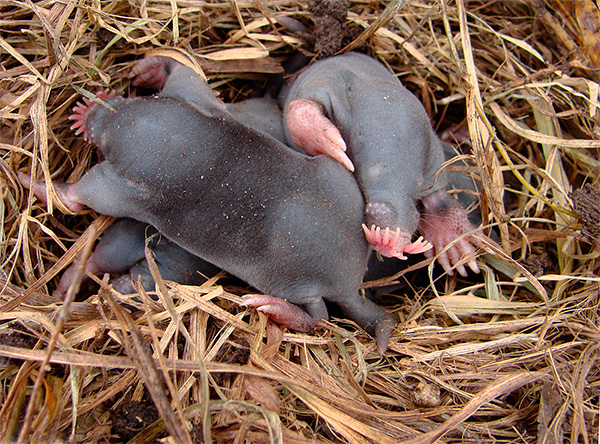 Voici à quoi ressemblent les petits porteurs-taupes nés dans le nid.