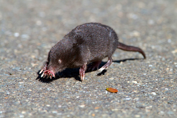 Bien que le nombre de porteurs d'étoiles ait quelque peu diminué récemment, ces animaux ne sont pas une espèce rare ou en voie de disparition.