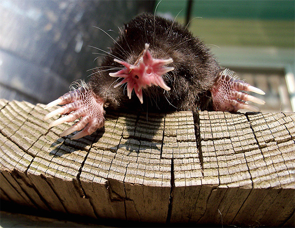 La caractéristique la plus caractéristique de cette étrange créature est son nez inhabituel.