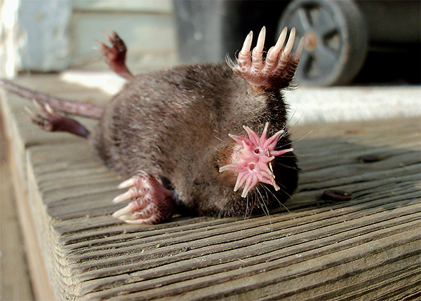 Certaines personnes considèrent même que la taupe-étoile est l'un des animaux les plus laids de la planète, même si, bien entendu, ce point de vue est très subjectif.