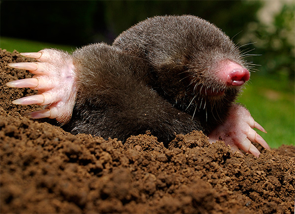 Mole commune (européenne)