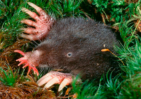 Et voici à quoi ressemble la taupe de l'étoile de mer (sinon - le museau des étoiles).