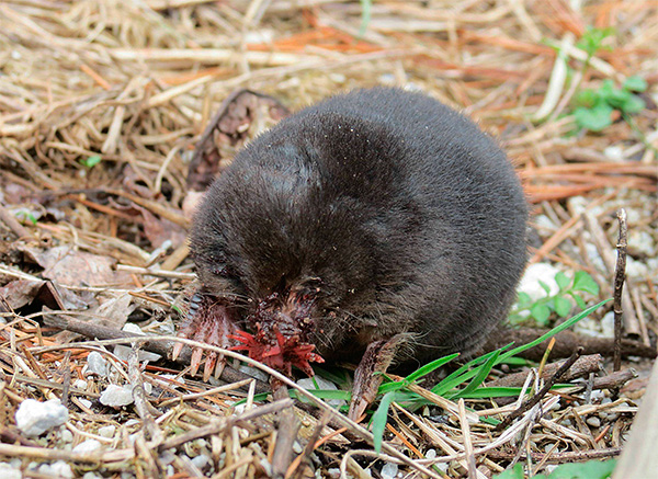 Les excroissances sur le nez de cette taupe bougent si vite que l'œil humain n'est pas en mesure de les suivre.