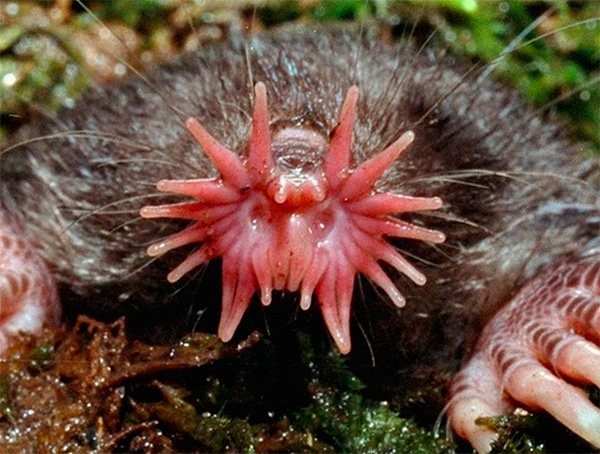 La photo montre le nez d'un gros porte-taupe ...