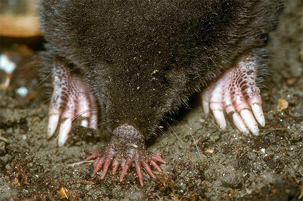 La sensibilité des excroissances sur le nez est si grande que la taupe est capable d’attraper les plus petites vibrations du sol avec leur aide.