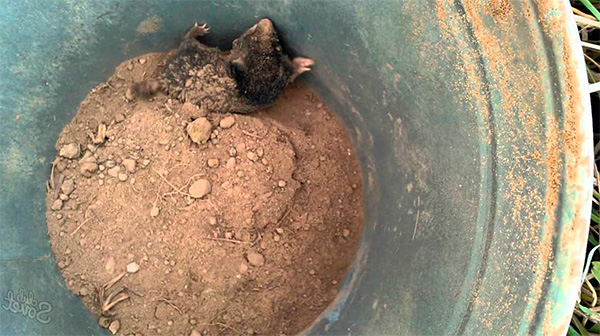 La photo montre une taupe prise dans un seau.