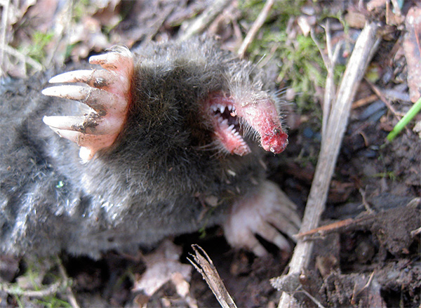 Les taupes ont des dents acérées, vous devez donc les manipuler avec soin.