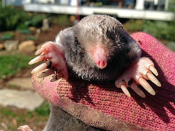 Prenez cet animal dans vos mains avec soin, et il est préférable de porter des gants serrés à l'avance pour éviter une morsure désagréable.