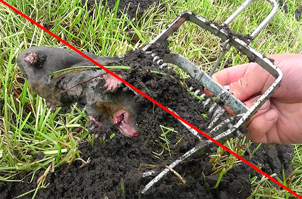 La photo montre un exemple où des taupes sur un site sont détruites à l'aide de pièges - c'est inhumain.