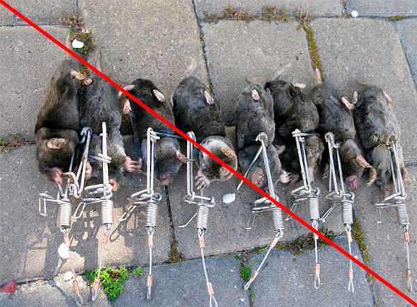 Tuer des taupes n'est pas du tout nécessaire, car elles peuvent être capturées vivantes et emportées à l'extérieur du jardin.