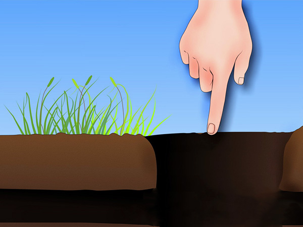 Le piège doit être installé dans la fente du passage souterrain, le long duquel la taupe se déplace.