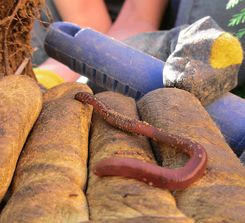 Les taupes sentent de bonnes odeurs, donc la présence de vers de terre dans le piège augmentera son efficacité.