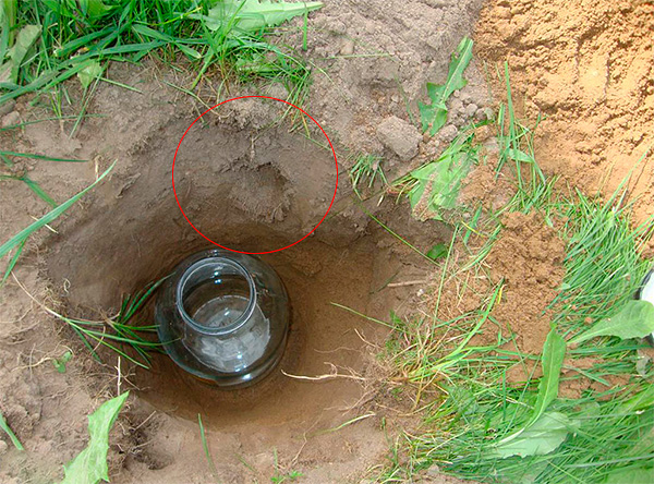 Une taupe peut être attrapée vivante et dans un bocal en verre ordinaire ...