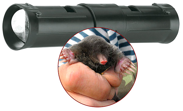 Voyons si le tuyau de tube-taupe est vraiment efficace dans la lutte contre les taupes dans la région et comment installer correctement ce piège dans les passages souterrains d'animaux ...