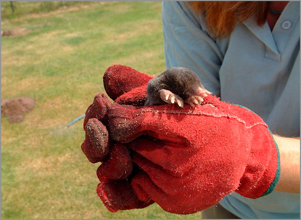 La taupe attrapée doit être relâchée dès que possible du receveur de taupes dans la nature, sinon il mourra de faim.