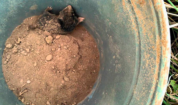 La taupe attrapée peut être secouée hors du tuyau, par exemple dans un seau.