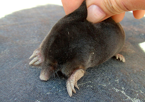 Il est préférable de prendre un grain de beauté soit par la queue, soit par la peau du cou.