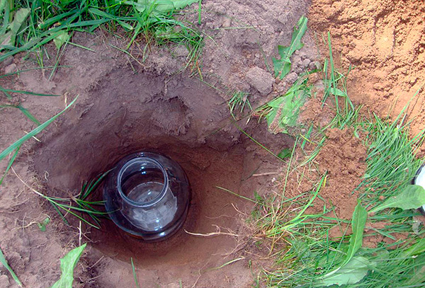 Les taupes peuvent également être capturées vivantes dans des bocaux, des casseroles ou des seaux ...