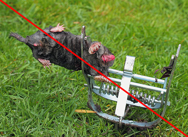 Malheureusement, il est plus facile pour certaines personnes de tuer des taupes que de les attraper vivantes et de les libérer ...