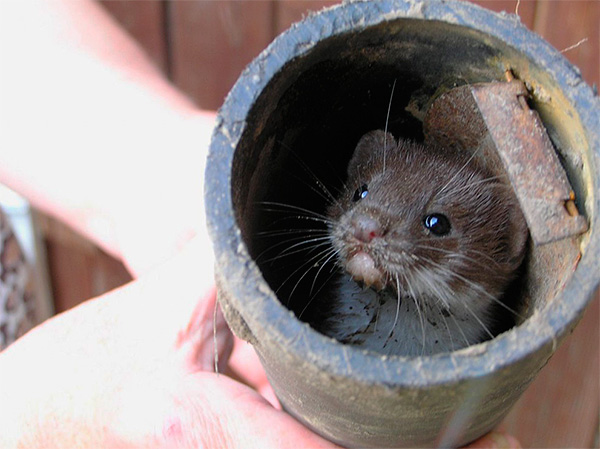 Souvent, d'autres parasites du jardin rencontrent de tels capteurs de taupes ...