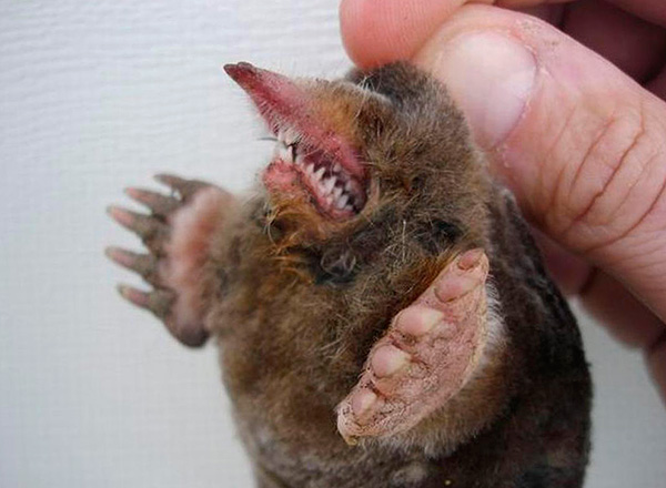 Les taupes ont des dents pointues et peuvent mordre de manière assez sensible.