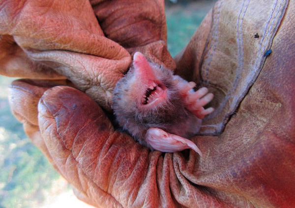 Un autre exemple de photo où les petites dents pointues d'une taupe sont clairement visibles.