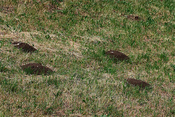 Un petit animal peut considérablement gâcher l'apparence d'un morceau de terre.