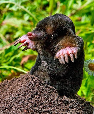 En général, avoir des yeux est bénéfique pour les taupes et leur sauve souvent la vie.