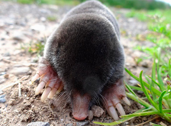 Si ces animaux avaient de grands yeux, la terre y tomberait constamment en creusant des passages souterrains.
