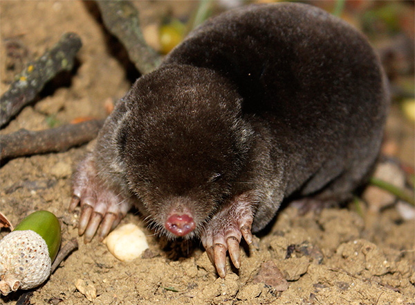 Une certaine cécité des taupes est compensée par un excellent odorat, ainsi que par les organes de l'audition et du toucher.