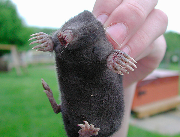 Une étoile-mole est capable de déterminer en une fraction de seconde si un objet est comestible.