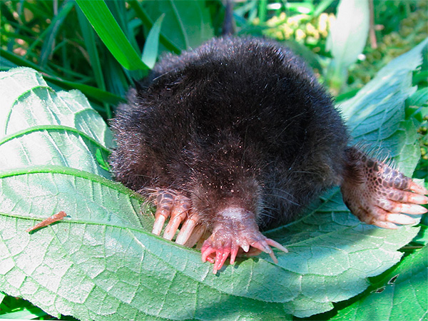 Une autre photo d'une étoile de mer taupe.