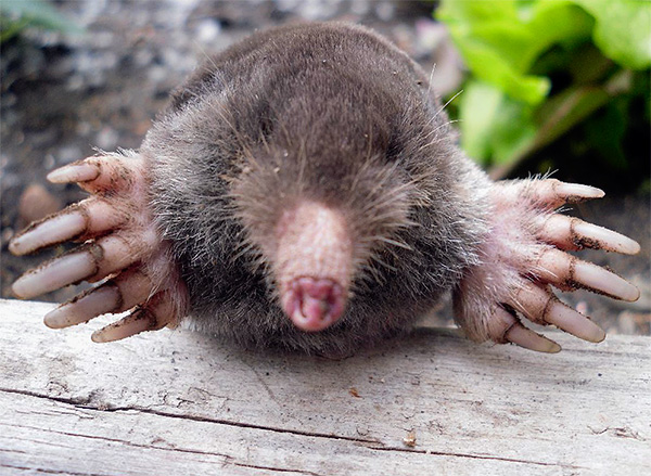 L'absence de yeux clairement reconnaissables chez les animaux amène de nombreuses personnes à penser que les taupes sont complètement aveugles.