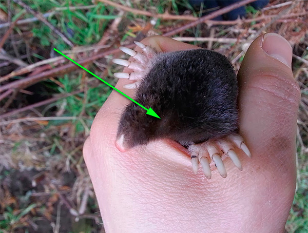 La flèche sur la photo montre l’endroit sur la tête de la taupe, où se trouve l’œil à peine visible.