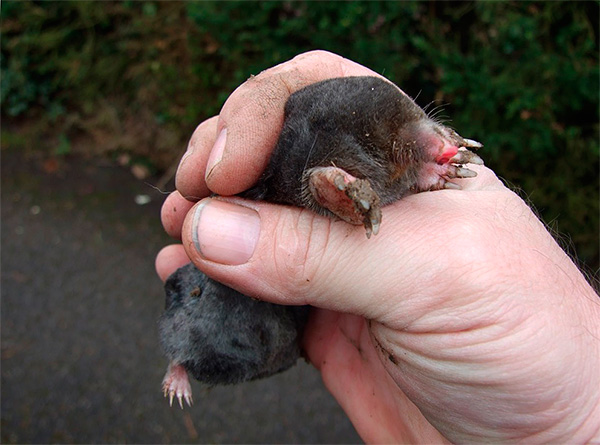 Si vous n'inspectez pas soigneusement la taupe capturée, vous risquez même de ne pas remarquer son œil du tout ...