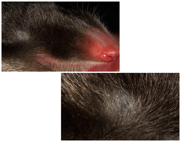 La photo montre que l'oeil de la taupe ibérique est situé sous la peau.