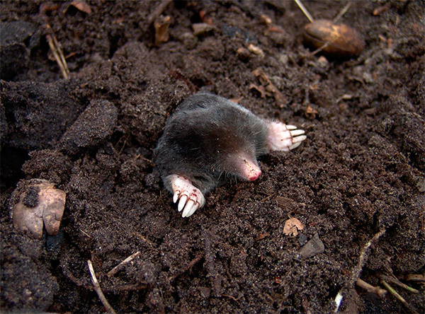Taupe Aveugle (Talpa Caeca)