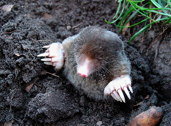 En Russie, la taupe aveugle n'est pas trouvée.