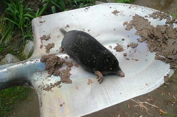 Il existe de nombreux moyens populaires pour éliminer efficacement les taupes dans le pays - nous en parlerons ...