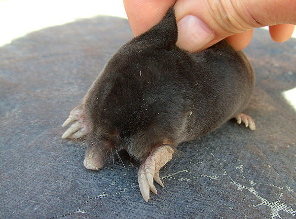 Pour que la taupe ne vous mord pas, il est préférable de la prendre au garrot.