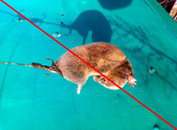 Un moyen aussi populaire d’attraper des taupes est sadique.